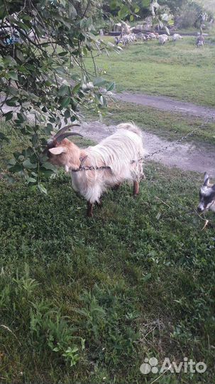 Коза альпийская