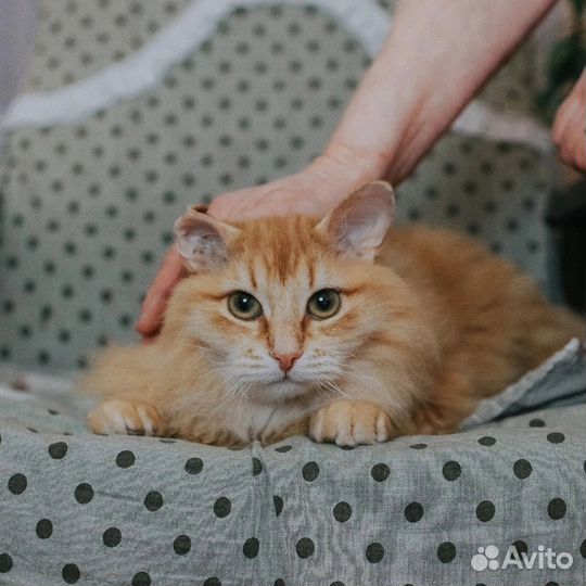 Шикарный кот-красавец Рыж