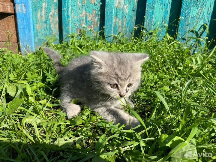 Британскте котята