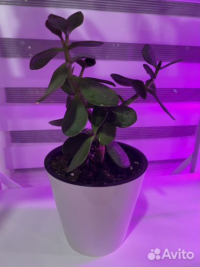 Толстянка (денежное дерево)