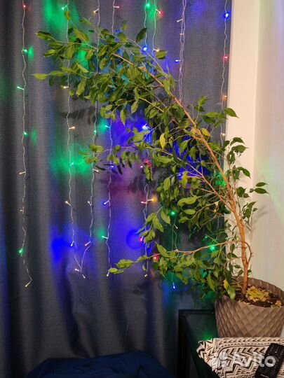 Фикус бенджамина большой 130 см