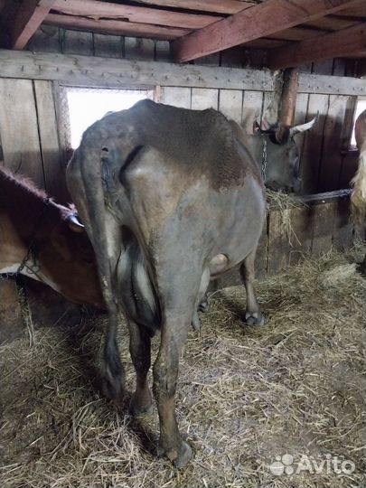 Дойная корова