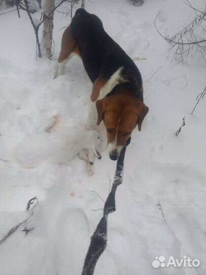 Щенки русской пегой гончей