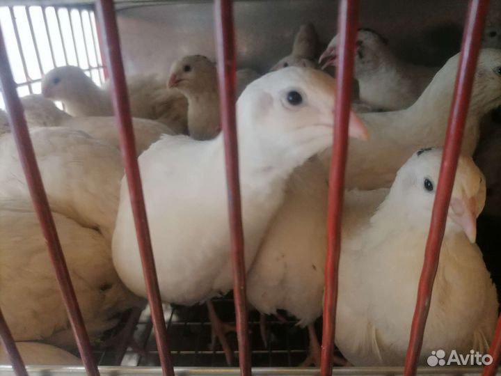 Перепела несушки техас утяжеленный