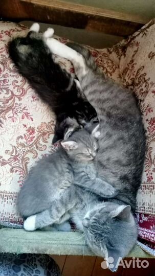 Котята, мальчик и девочка в добрые руки бесплатно