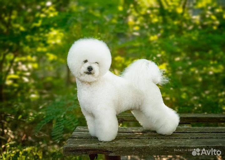 Стрижка собак. Бишон фризе