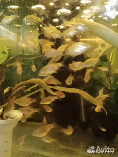 Барбус Огненный