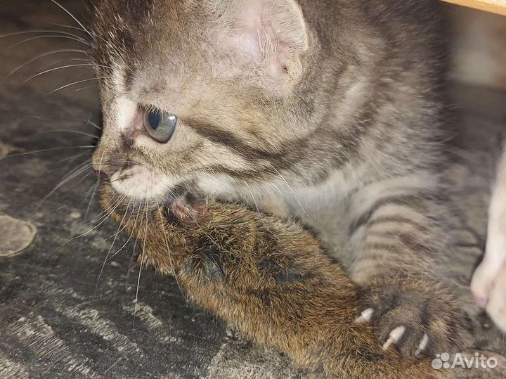 Кошка в дар бесплатно