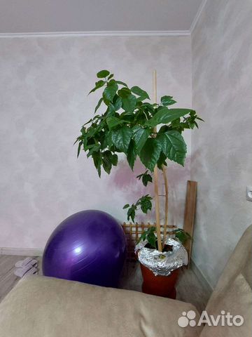 Гибискус