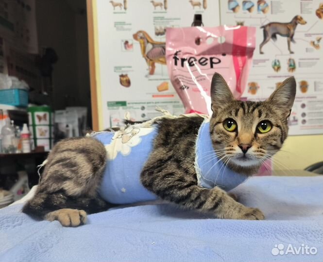 Кошка мурчалочка