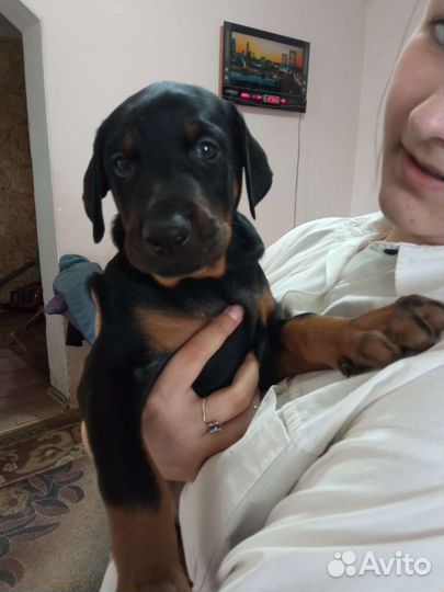 Щенки добермана