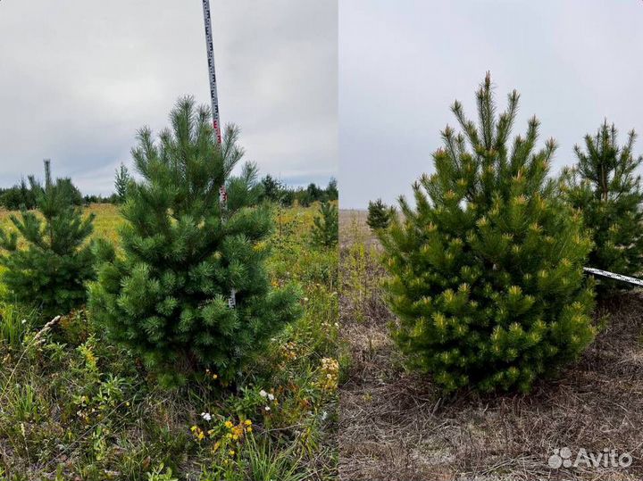 Рождественские сосны оптом от заготовителя