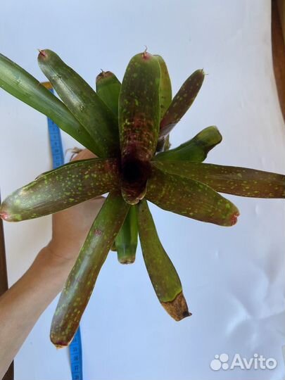 Неорегелия