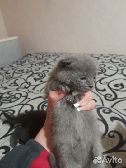 Отдам в добрые руки