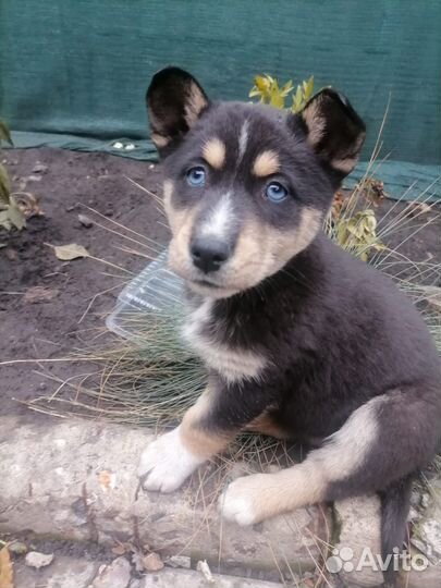 Отдам щенков