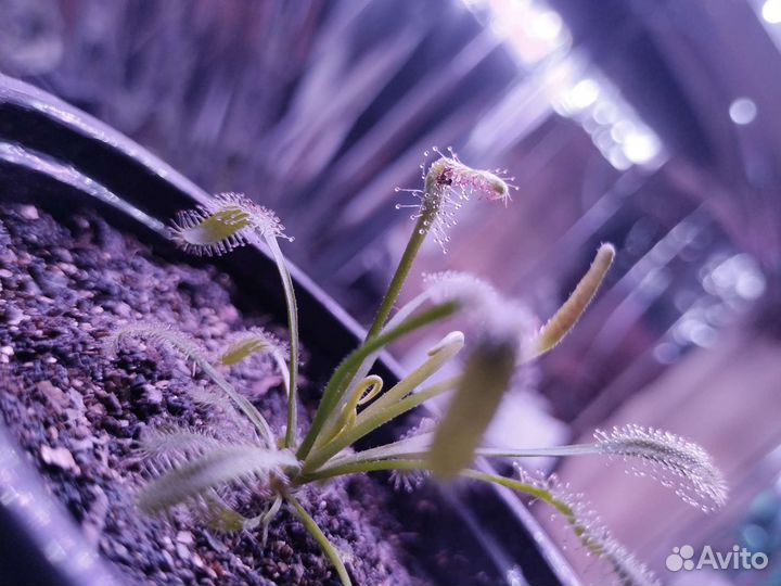 Росянки (capensis) детки