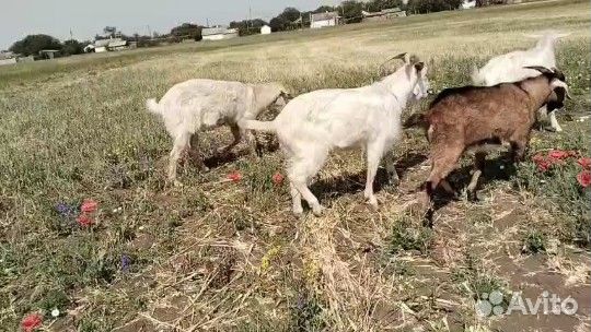 Нубийский козел на племя, козлики разных пород