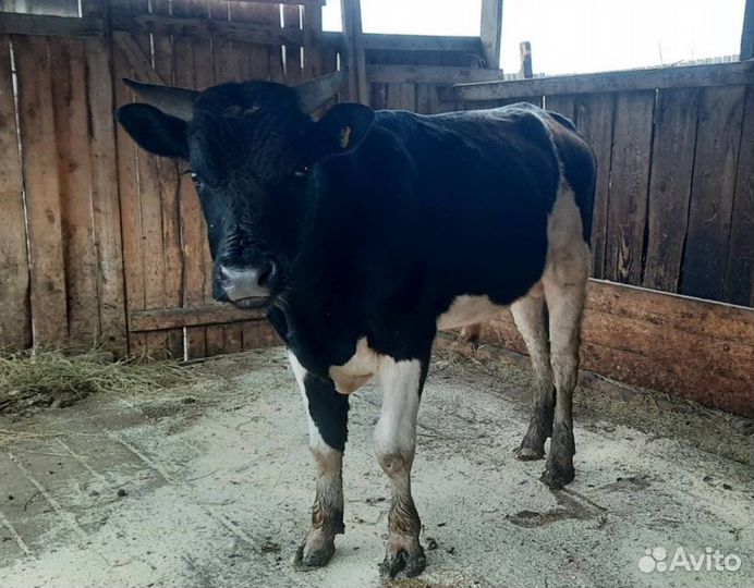 Бык и телка