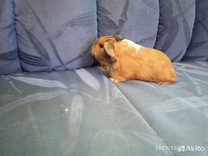 Морские свинки