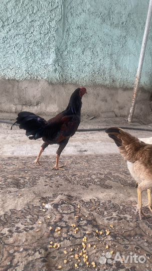 Бойцовые петухи