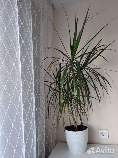 Пальма драцена