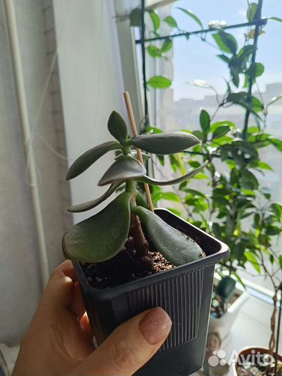 Толстянка (красула) Денежное дерево