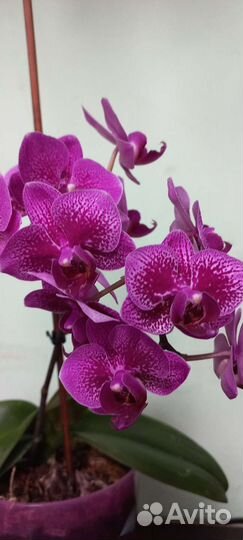 Орхидея фаленопсис мини