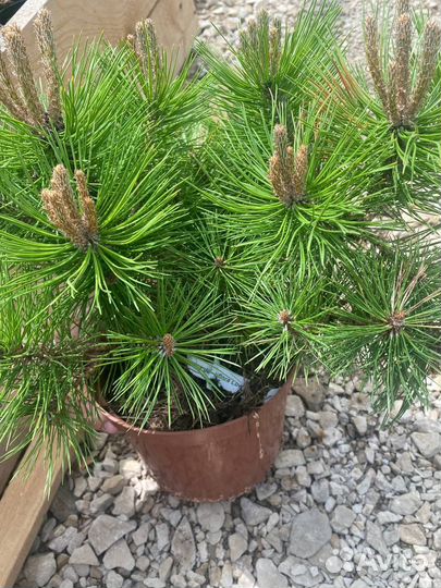 Горная сосна