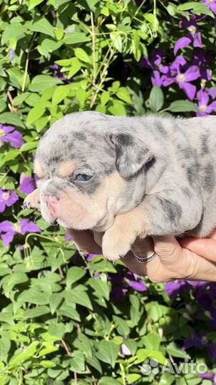 Французский бульдог