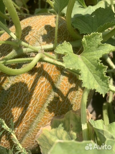 Дыня эфиопка