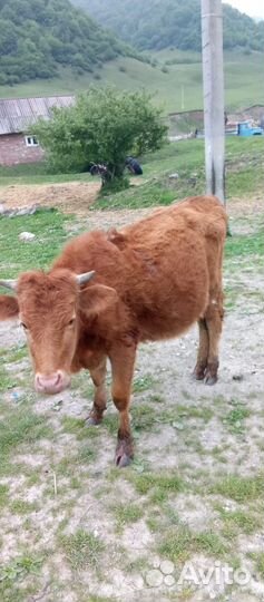 Корова дойная с теленком