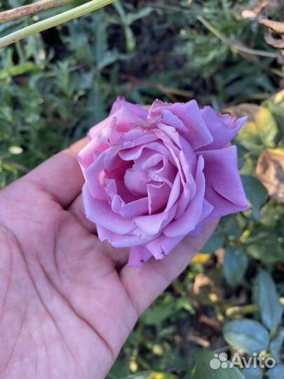 Саженцы роз