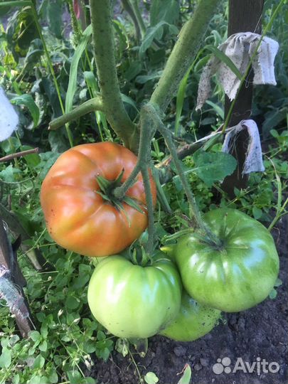 Помидоры, кабачки