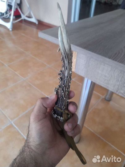 Продам или обменяю рога косули