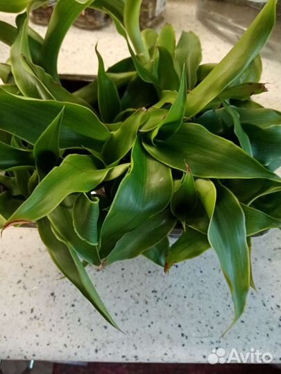 Цветок золотой ус