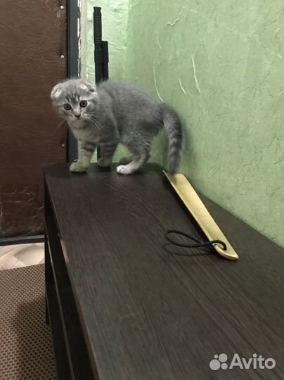 Вислоухий котик