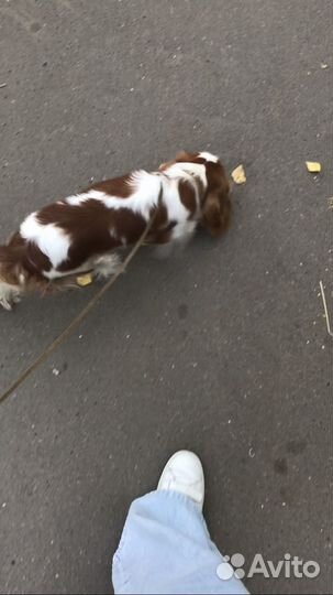 Выгул собак