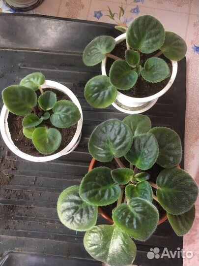 Узамбарские фиалки