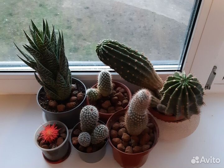 Кактусы и суккуленты