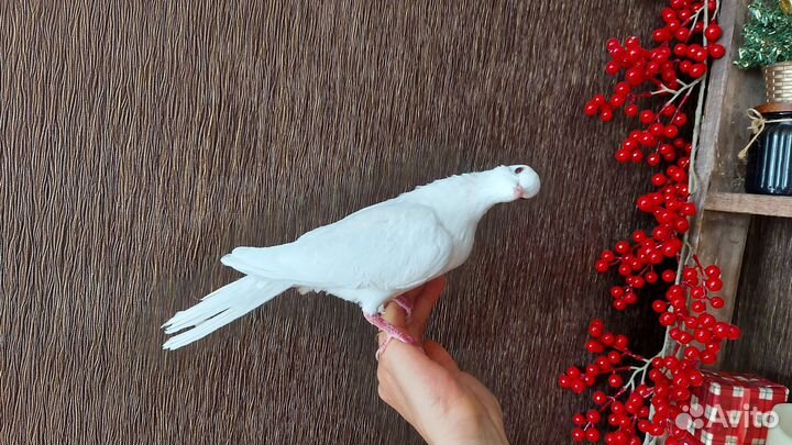 Белый голубь бесплатно