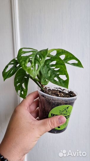 Монстера. Фикус. Кротон. Спатифиллум