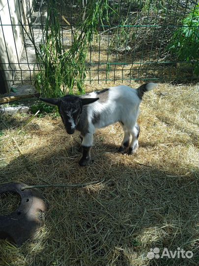 Козлята камерунские