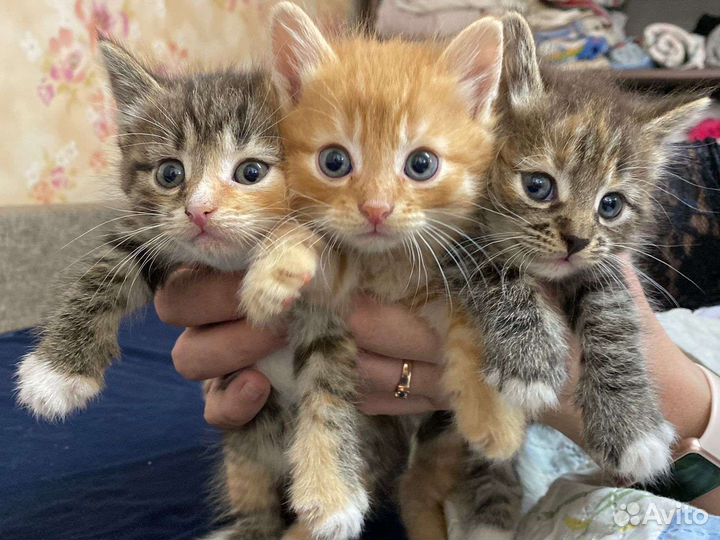 Котята в добрые руки бесплатно