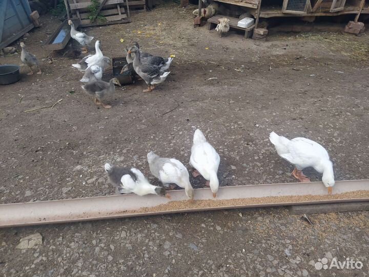 Цыплята цесарки