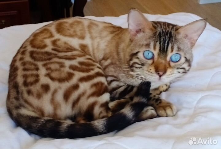 Бенгальский кот вязка