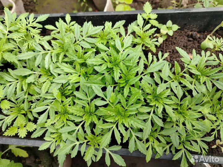 Рассада бархатцы, астры