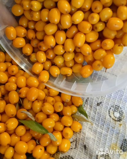 Облепиха ягоды