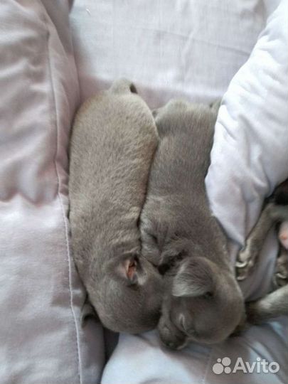 Лиловый чихуа чемпион ркф. вязка