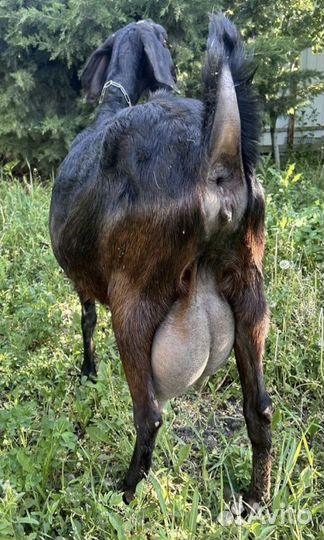 Дойные козы