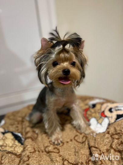 Йорк мини девочка